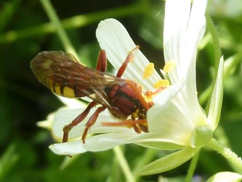 Réf. 228 978 : Nomada (flava-panzeri)