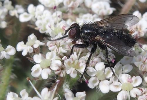 Stevenia sp.
