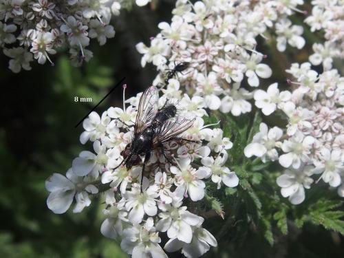 Stevenia sp.