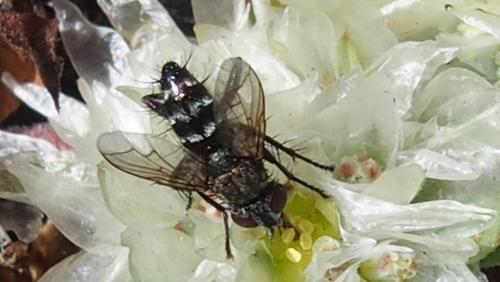 Stevenia sp.