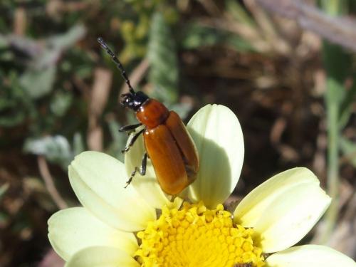 Réf. 228 471 : Exosoma lusitanicum