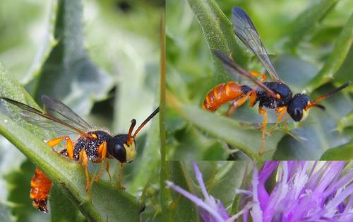 Cerceris flaviventris flaviventris