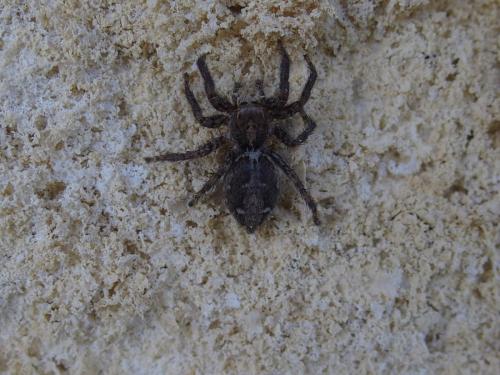 Réf. 228 140 : Plexippus paykulli