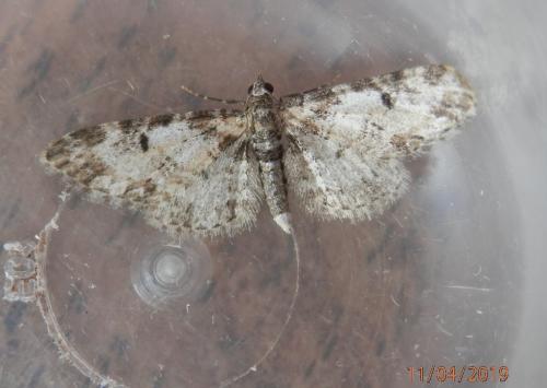 Réf. 228 116 : Eupithecia irriguata