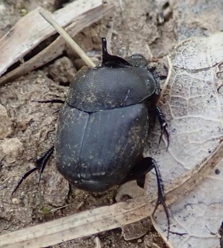 Onthophagus verticicornis