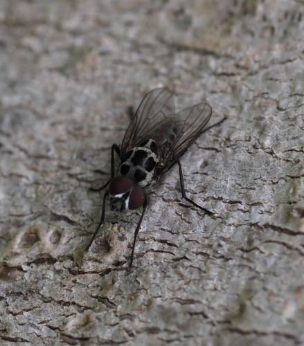 Anthomyia pluvialis