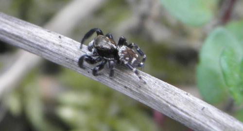 Pseudeuophrys erratica