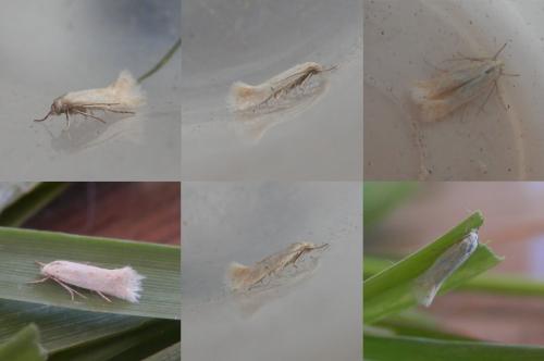 Elachista sp.