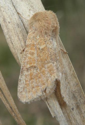 Réf. 228 627 : Orthosia miniosa