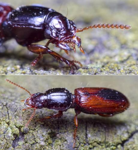 Réf. 228 868 : Clivina collaris