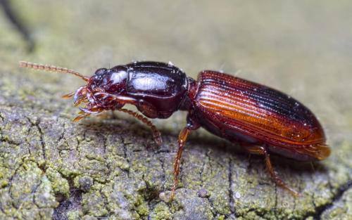Clivina collaris