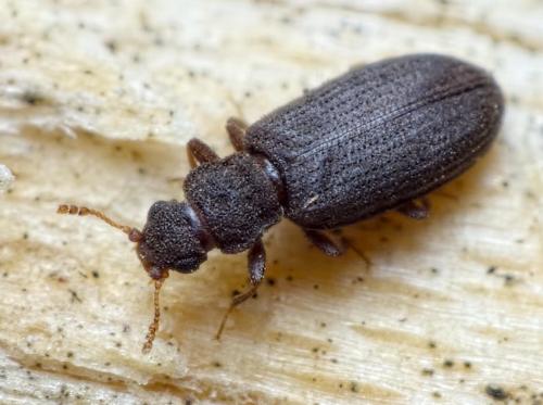 Enicmus brevicornis