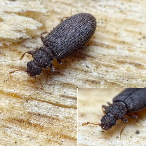 Enicmus brevicornis