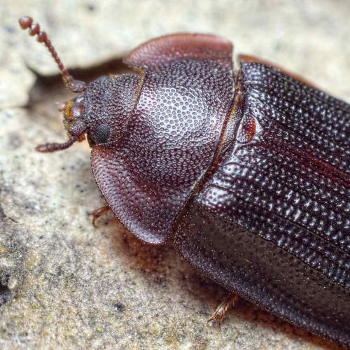 Réf. 228 539 : Peltis ferruginea