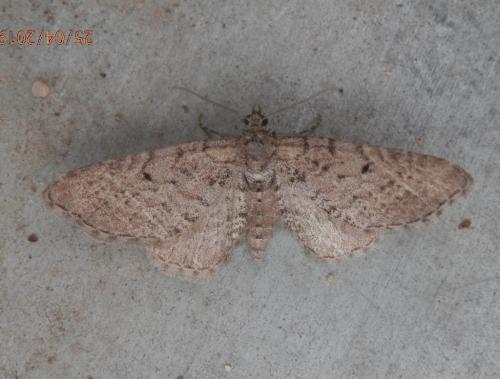 Réf. 228 843 : Eupithecia intricata