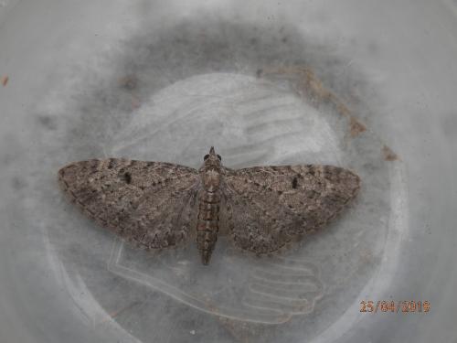 Réf. 228 845 : Eupithecia virgaureata