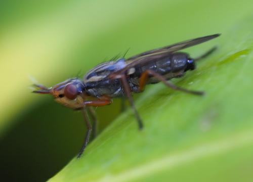 Dorycera graminum