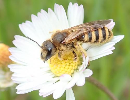 Réf. 228 747 : Halictus scabiosae