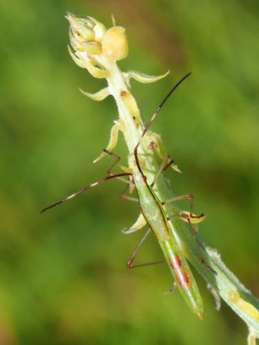 Stenocoris sp.