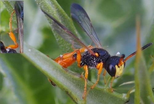Cerceris flaviventris flaviventris