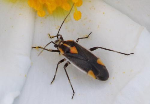 Réf. 228 849 : Capsodes flavomarginatus