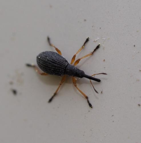 Réf. 228 207 : Protapion fulvipes