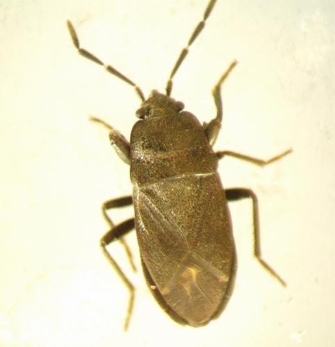 Megalonotus dilatatus