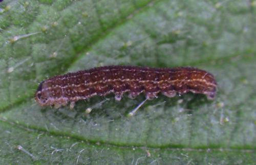 Réf. 228 170 : Conistra sp.