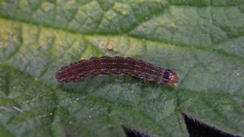 Réf. 228 088 : Conistra sp.