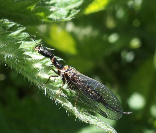 Phaeostigma sp.