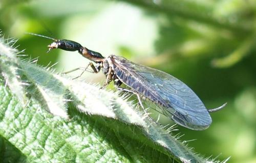 Réf. 228 302 : Phaeostigma sp.