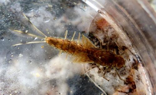 Siphlonurus sp.
