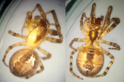 Zygiella x-notata
