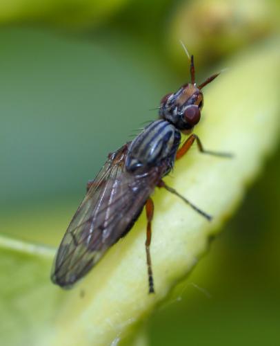 Dorycera graminum