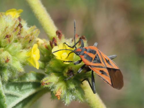 Réf. 228 549 : Spilostethus rivularis