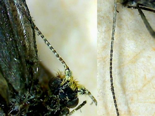 Réf. 228 461 : Nematopogon adansoniella
