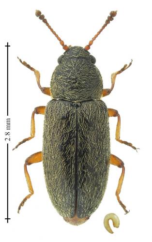Réf. 228 237 : Telmatophilus caricis