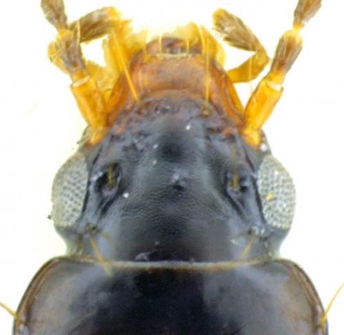 Réf. 228 871 : Tachys bistriatus