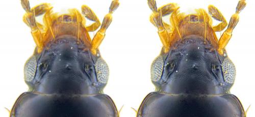 Réf. 228 948 : Tachys bistriatus