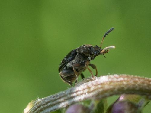Réf. 228 105 : Bruchinae inconnu