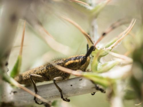 Agapanthia dahli
