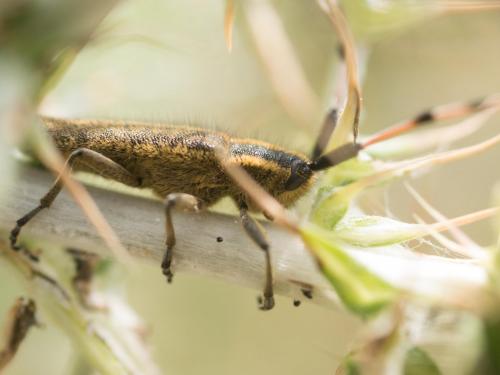 Agapanthia dahli