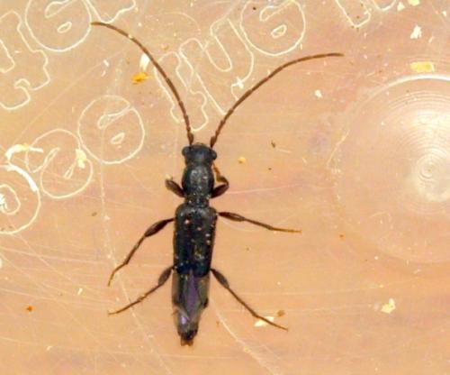 Nathrius brevipennis