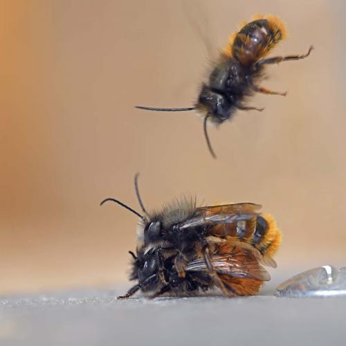 Osmia cornuta