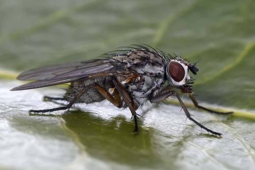 Hylemya nigrimana