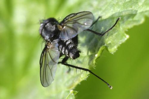Delia sp.