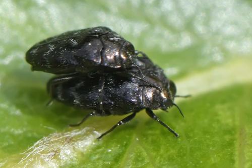 Réf. 228 385 : Trachys minutus