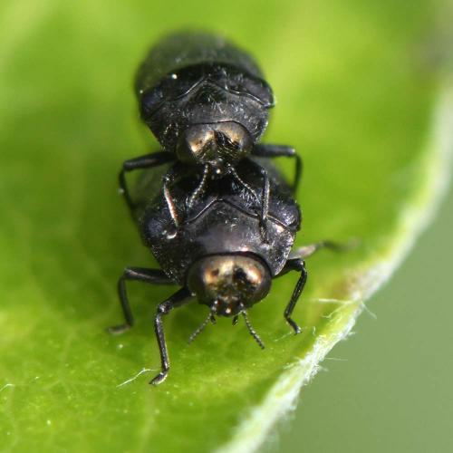 Réf. 228 386 : Trachys minutus