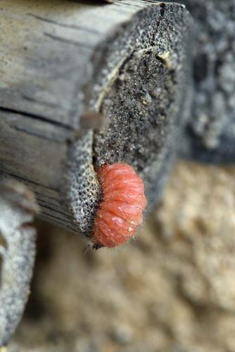 Trichodes sp.