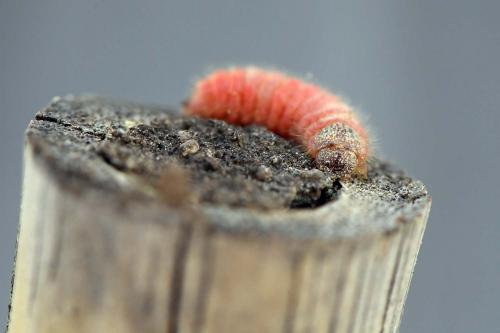 Trichodes sp.